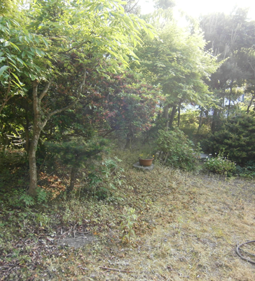 家の草むしり（作業前）